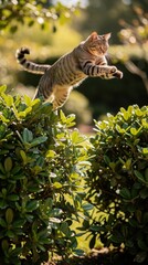 Fototapeta premium A tabby cat leaps gracefully over green bushes in a sunlit garden, captured mid-air with sharp focus and blurred natural background.