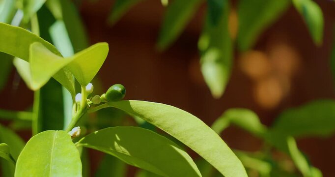 Tiny green unripe kumquat fruit growing on branch