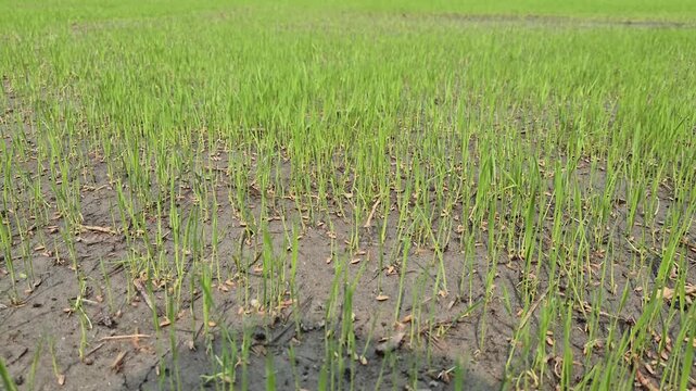 Young Green Paddy Rice Seedlings Sprouting In Seedbed Field In Countryside