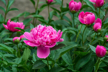 Peony flowers with pink petals in the Peter the Great Botanical Garden on a summer day, Saint Petersburg, Russia © Ula Ulachka