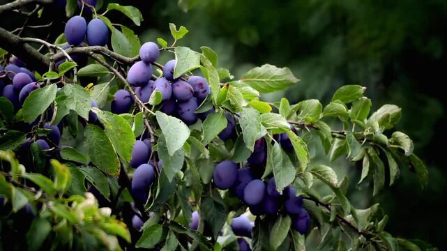 Fresh ripe purple plums growing on green leafy tree branches outdoors