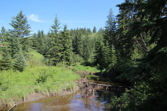 Summer On The Creek, Whitemud Park, Edmonton, Alberta