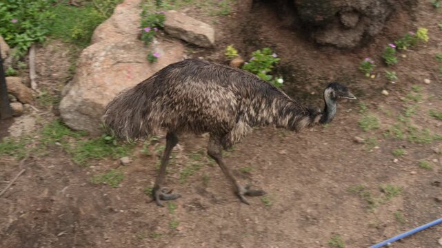 Emu Walking Across Grassy Habitat in Wildlife Park Top View