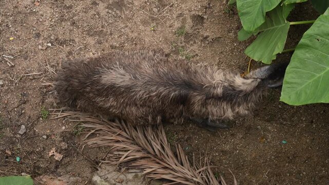 Emu Resting on Ground in Wildlife Park Viewed from Above