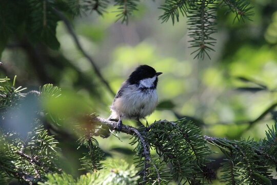 Bird On A Branch, Whitemud Park, Edmonton, Alberta