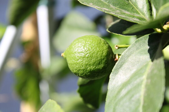 Fresh green lime growing on citrus tree in sunny home garden