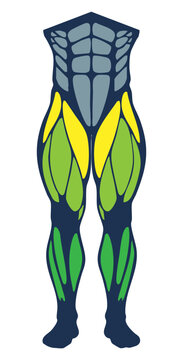 Human muscular system, front leg illustration 