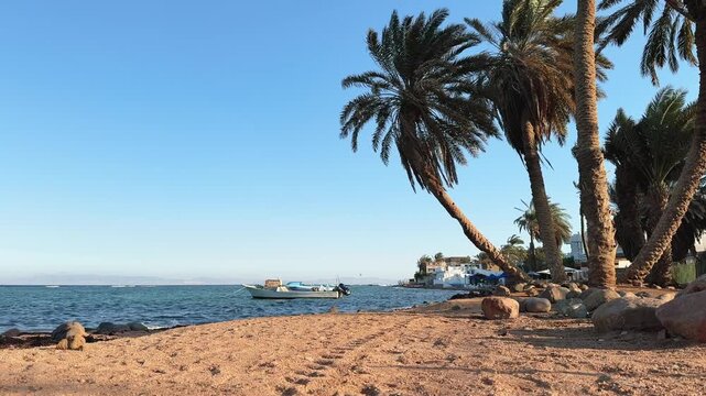 Dahab Sandy Beach with Palm Trees