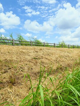 土手の除草されたセイバンモロコシの枯れ草のある真夏の朝の放水路土手風景