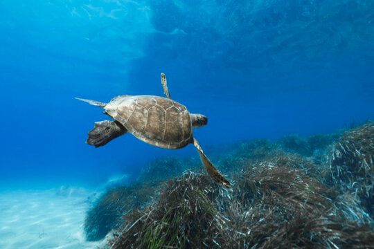 A green sea turtle cruising above Posidonia seagrass meadows