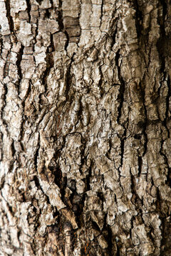 Close view of tree bark showing texture and detail in daylight