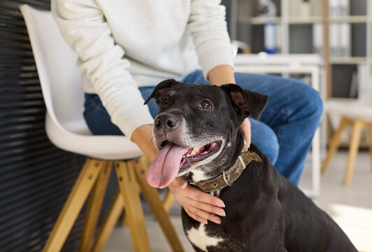 Dog with owner at vet clinic waiting. Calm black terrier sits with tongue out, wearing a collar as the pet owner reassures the animal before care in a bright interior. Calm vet care for pets.