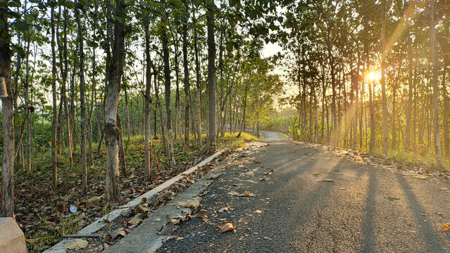 Asphalt road passing through a teak forest during a sunny golden hour morning