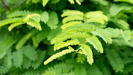 Close up shot of vibrant green compound leaves of a tamarind tree. Capturing the detailed foliage and natural textures under bright daylight. © thongchainak