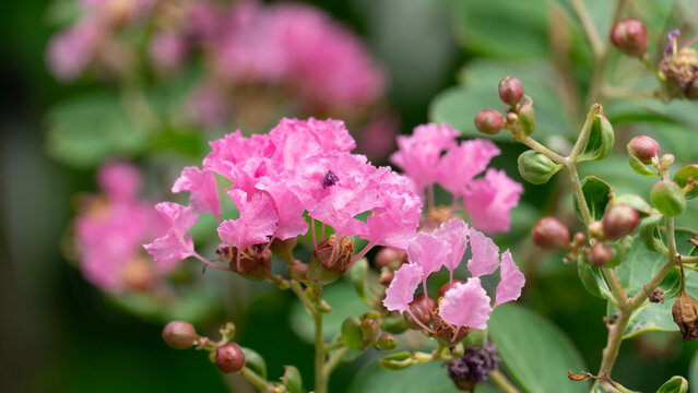 Close up view of bright pink crape myrtle blossoms clustered densely. Among green leaves in a natural garden setting.