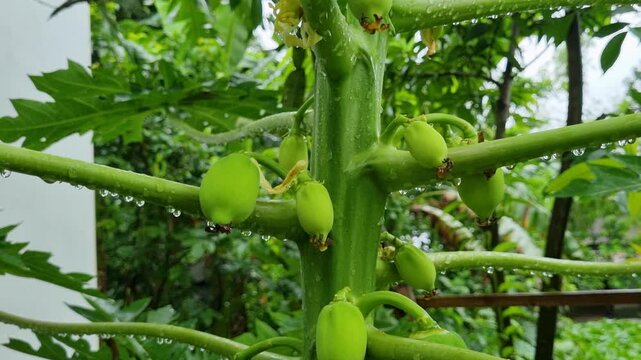 Young papaya fruit growing on a tree trunk in a tropical garden growth nature plant green leaves