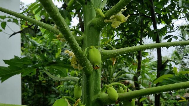 Green papaya plant with young fruits and flowers in garden fruit tree growth nature leaves