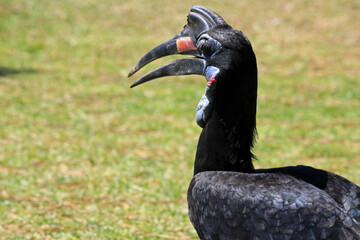 Profile Portrait of Abyssinian Ground Hornbill Bucorvus Abyssinicus with Open Beak on Grass - Wildlife Photography at Badoca Safari Park Portugal © monkeybusiness.pt