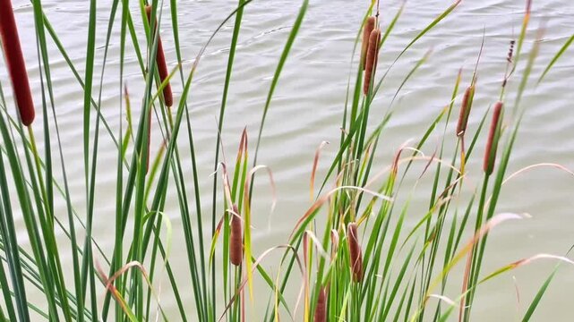 A close-up of cattails swaying in the wind against a backdrop of a pond. Gentle waves and ripples on the water's surface create a natural dynamic in the tranquil natural landscape.