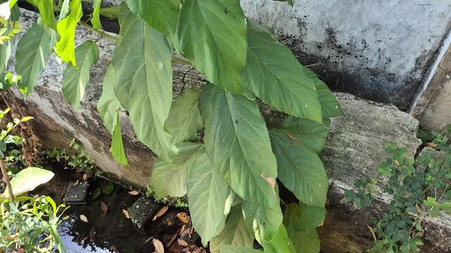 Tilt Up Shot of Young Green Tropical Noni Plant Growing Beside Drainage Ditch and Concrete Wall