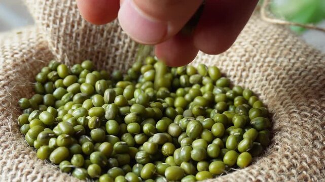 Mung beans in the burlap sack