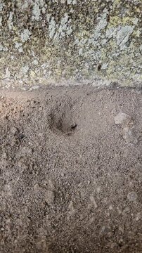 Blitar, East Java, Indonesia &ndash; July 8, 2026: Macro close-up footage of an antlion larva inside its sandy pit trap capturing and feeding on an ant in a natural sandy habitat. The footage documents pred