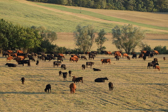 Mothers and calves settling into the evening