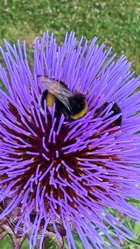 Bumblebee (Bombus spp., Apidae) forages on a blooming globe artichoke (Cynara cardunculus var. scolymus, Asteraceae), collecting nectar and pollen, static extreme close-up vertical shot.