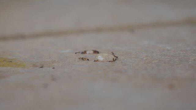 Ground Level Macro View of Ants Feeding on an Engorged Tick