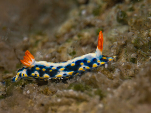 Nudibranch Hypselodoris infucata from Cyprus