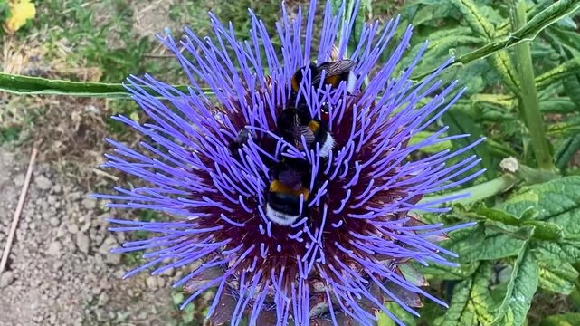 Three bumblebees (Bombus spp., Apidae) forage on a blooming globe artichoke (Cynara cardunculus var. scolymus, Asteraceae), collecting nectar and pollen, static shot.