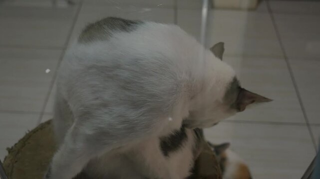 two Cat Grooming Behind Glass Windo Ultra HD