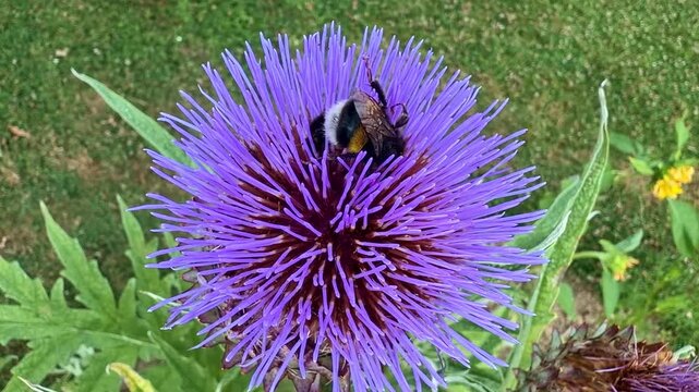 Bumblebee (Bombus spp., Apidae) forages on a blooming globe artichoke (Cynara cardunculus var. scolymus, Asteraceae), collecting nectar and pollen, static close-up.