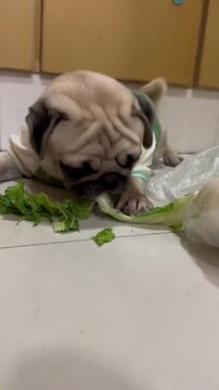 An adorable pug dog wearing a small green shirt happily eating fresh lettuce leaves on the floor