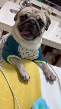Cute pug dog wearing a colorful floral shirt sticking its tongue out