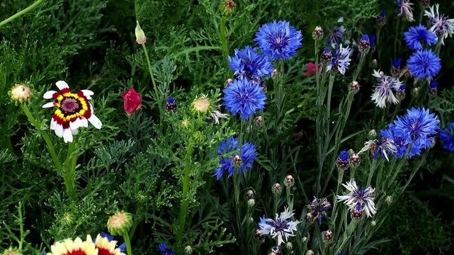 Mixed annual flowers including bright blue cornflowers and bold multicoloured chrysanthemums