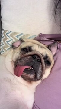 Funny pug dog sleeping with tongue out and eyes rolled back on a pillow