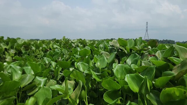 A dense patch of vibrant green water hyacinth floating on a calm river lake
