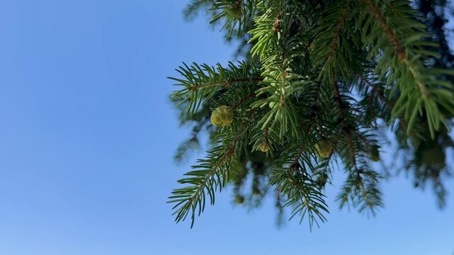 A close-up shows a small green conifer cone gently swaying on an evergreen branch, framed by pointed needles and blurred foliage against a clear blue sky in daylight.