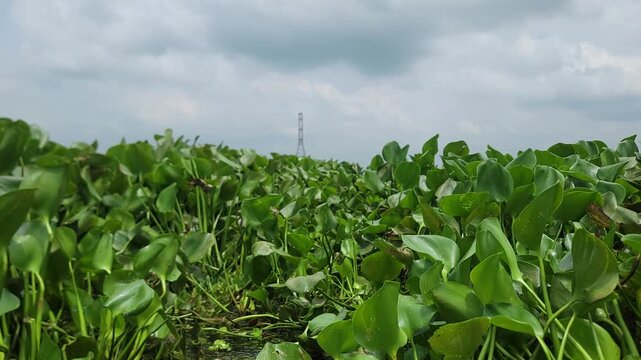A dense patch of vibrant green water hyacinth floating on a quiet river