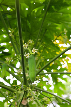 Tiny white papaya flowers and a young green papaya fruit growing on long stems.