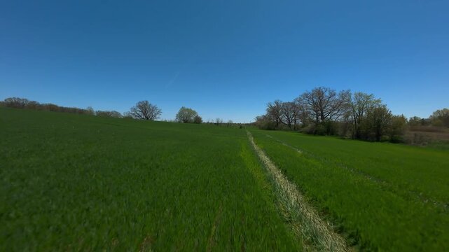 Forward moving drone shot flies over a lush green winter wheat field with tire tracks next to bare spring trees under a clear blue sunlit sky.