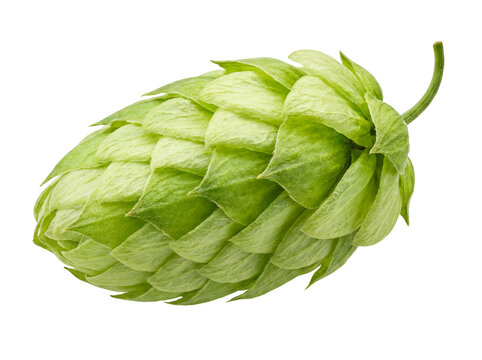 Fresh Green Hop Cone (Humulus lupulus) Isolated on Transparent Background