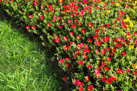 Colored moss-rose flowers beside a patch of lawn.