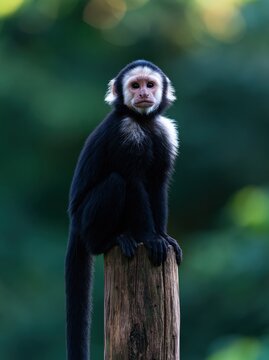 A capuchin monkey sits atop a weathered wooden post, gazing forward against a soft green forest backdrop with bokeh.