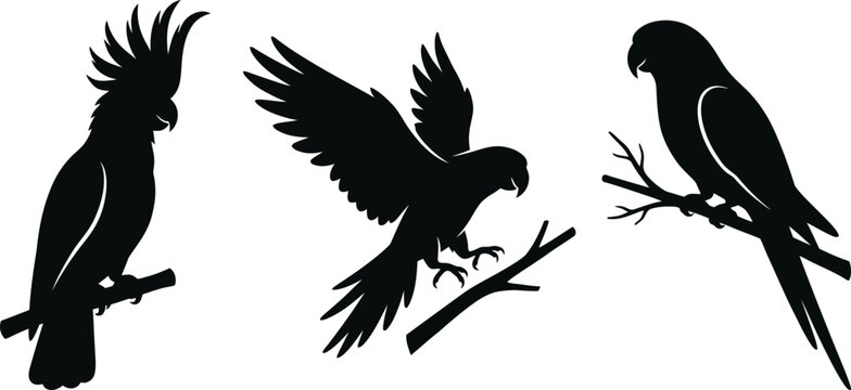 Parrot silhouette set, exotic bird vector graphics, black parrot illustration, tropical avian design, wild birds on branch, cockatoo outline icon, funny talking pet image