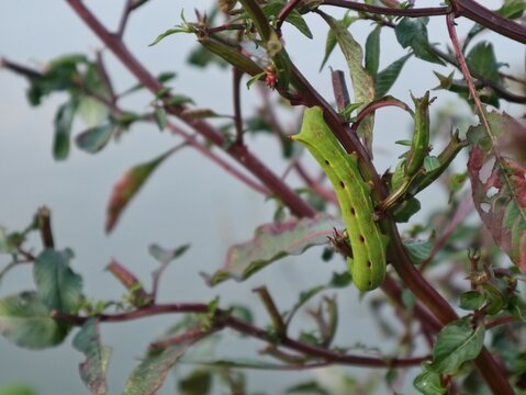 A bright green caterpillar (Theretra clotho) crawling on reddish plant branches surrounded by leaves in nature. Perfect for wildlife, botany, and biology concepts
