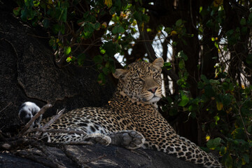 African Leopard Resting on Rocks in Central Serengeti, Tanzania © Della
