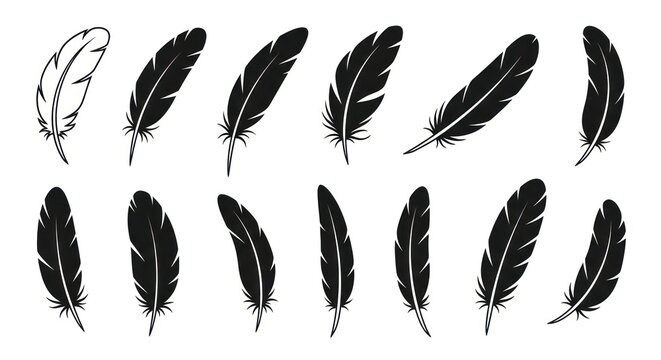 Black and white feather illustrations.
