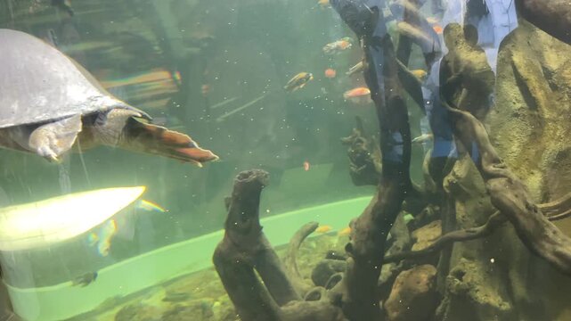 softshell turtle underwater, side view swimming,